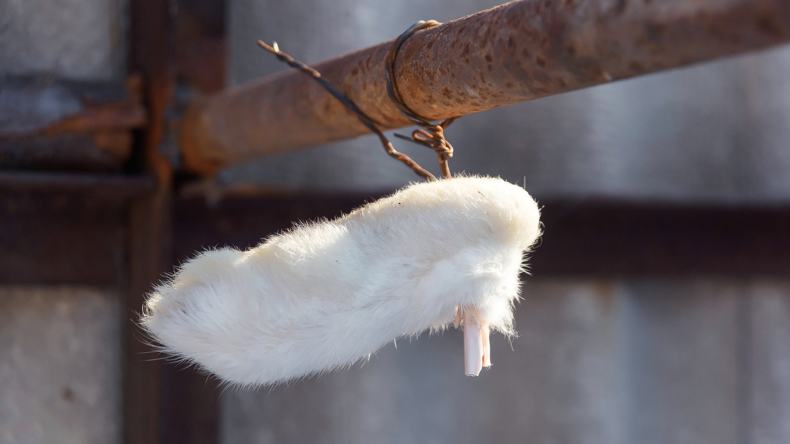Why A Rabbit's Foot Is Considered Lucky