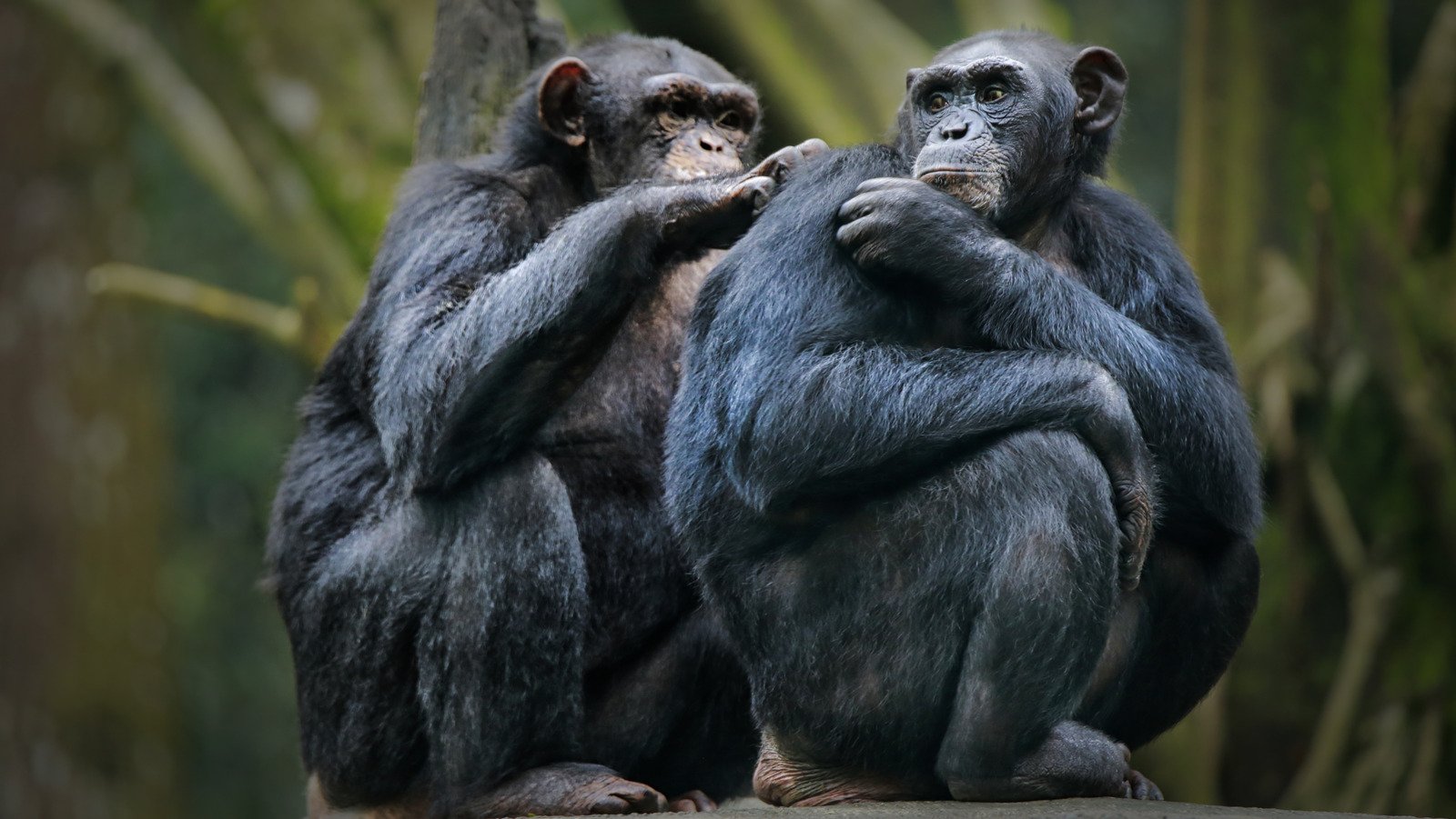 Animal Species That Practice Same-Sex Coupling