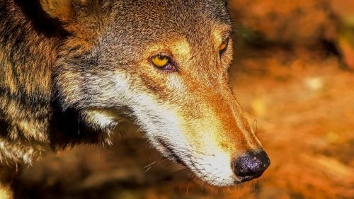 Mind Control Parasites Are Changing Wolves More Than We Realized