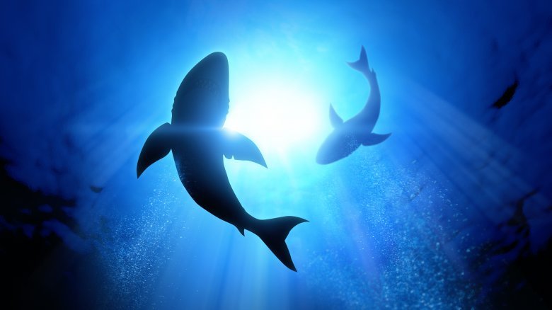 What Would Happen If Sharks Went Extinct? - Grunge