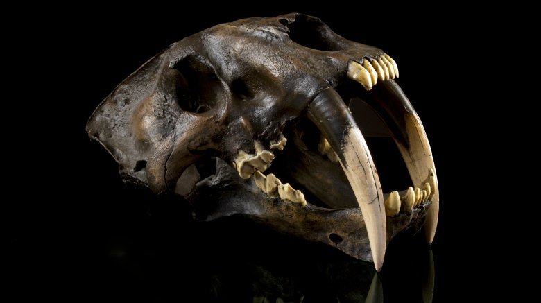 The Reason Why Saber-Toothed Tigers Went Extinct | Flipboard