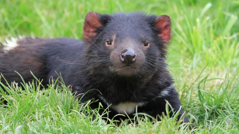 Animals That Live Insanely Hard Lives