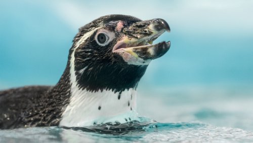 The Best Theories On Why Birds Don't Have Teeth