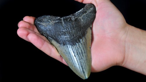 The Rare, Prehistoric Find Made By A 9-Year-Old From Maryland