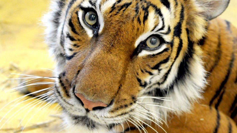 Incredible Prosthetics That Gave These Animals A Second Chance