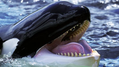 The Possible Reason Orcas Are Attacking Sailboats