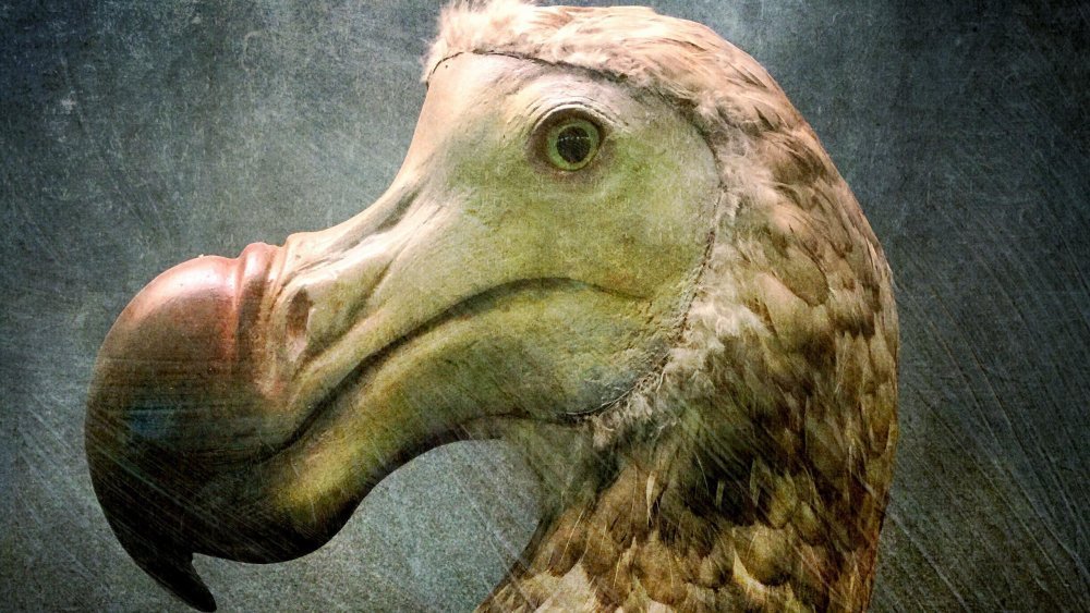 Scientists Finally Know The Real Reason Dodo Birds Went Extinct - cover