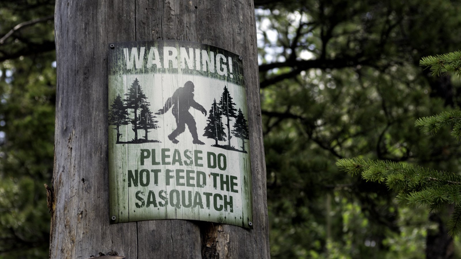 Where Do People Say Sasquatch Lives? - Grunge