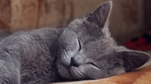 The Real Reason Your Cat Is Twitching In Its Sleep - Grunge