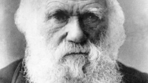 Charles Darwin's Lion Theory You Don't Hear Much About