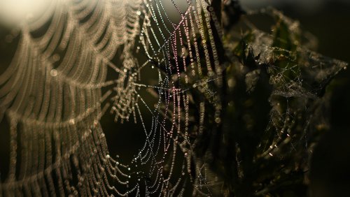 Fascinating Facts About Spider Webs