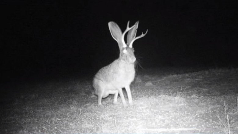 Jackalope: The Truth Behind The World's Scariest Rabbit