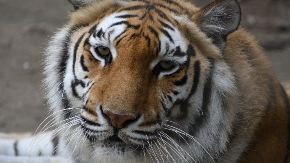 The Cat Breed That Is Closest To A Tiger