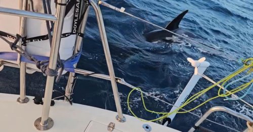 Vídeo | El ataque de un grupo de orcas daña y deja a la deriva a un velero en el Estrecho frente a Tarifa