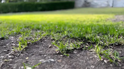 How to Fix Bald Spots in Your Precious Lawn