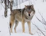 grey wolf - Google Search
