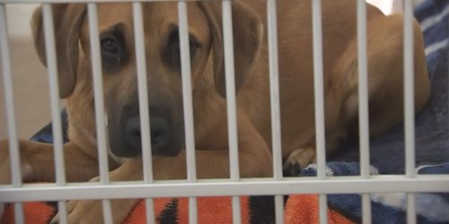 Financial hardships causing more Arizona families to surrender pets