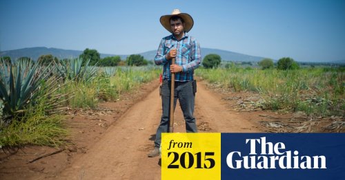 Mexican tequila harvest - in pictures