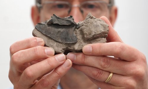 Rare collection of bird fossils from 55m years ago donated to Scottish museum