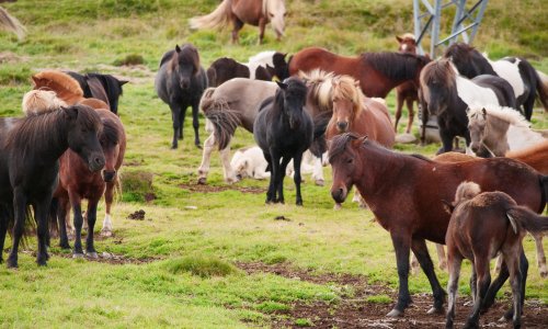 Iceland urged to ban ‘blood farms’ that extract hormone from pregnant horses