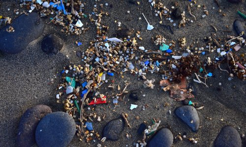 Microplastics found in every human placenta tested in study