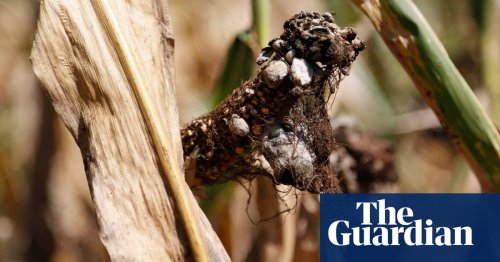 Fungal attacks threaten global food supply, say experts