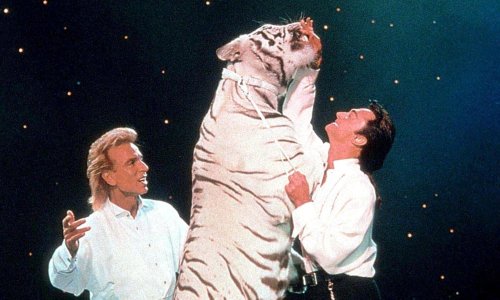 ‘It took four men and a fire extinguisher to get the tiger off him’: the tragedy of Vegas magicians Siegfried and Roy