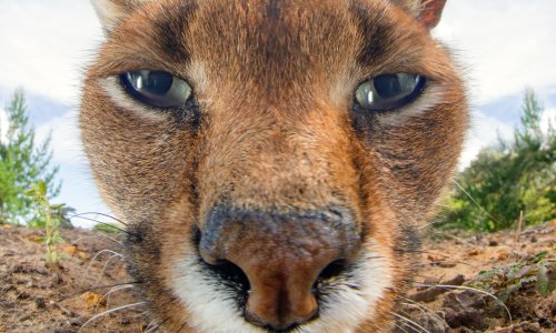 Eye shape reveals whether an animal is predator or prey, new study shows