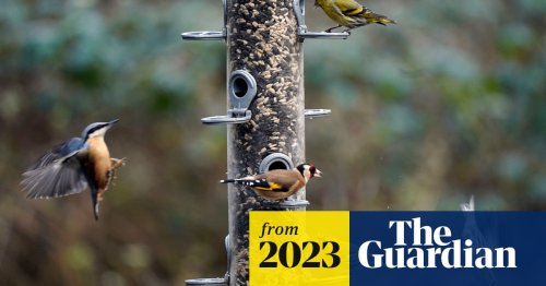 Birdsong boosts mental wellbeing for 90% of people, UK poll finds