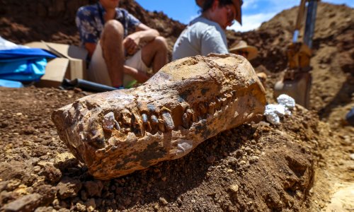 Queensland graziers unearth 100m-year-old plesiosaur remains likened to Rosetta Stone