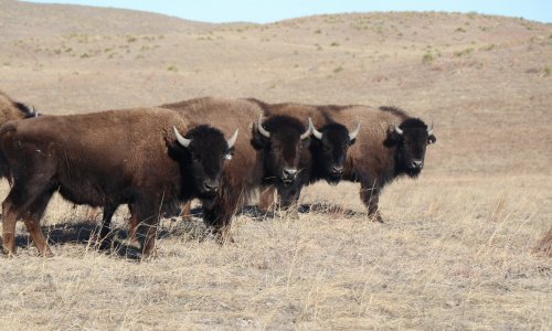 ‘It’s a powerful feeling’: the Indigenous American tribe helping to bring back buffalo