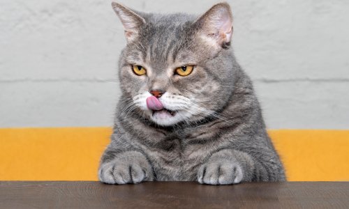 Cat-astrophe? Whiskas pet food criticised over shrinking servings