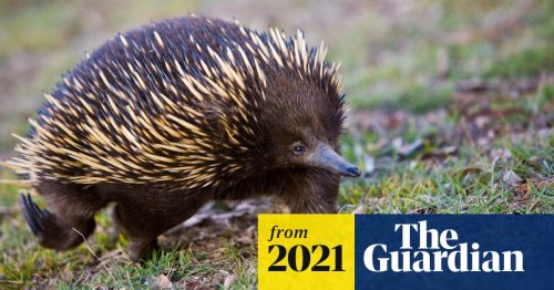 NSW floods: fears for echidnas and wombats trapped underground