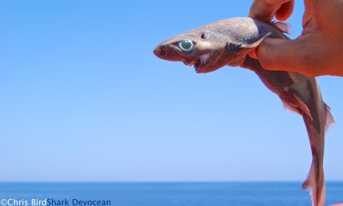 Glow in the dark sharks: new species discovered in Hawaii – and it glows