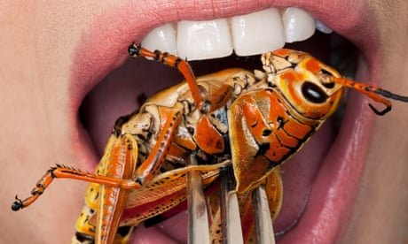 Eating insects - cover