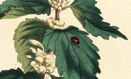 A ladybird: how is it possible to love something so small so much?