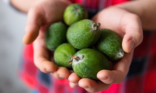 From ornamental tree to fruit ‘of the gods’: Australians discover the joy of feijoa