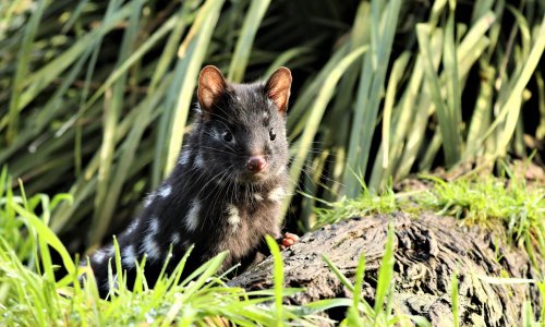 High hopes for baby boom after release of 50 eastern quolls in NSW sanctuary