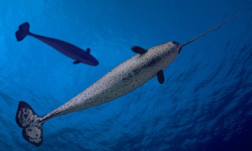 Rejection of Arctic mine expansion bid offers hope for narwhal population