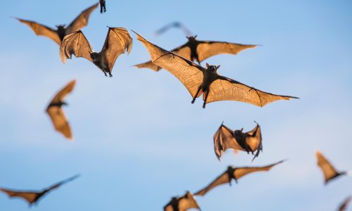 Bats are the death metal singers of the animal world, research shows