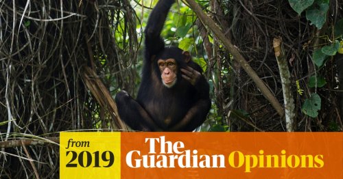 Chimpanzees ‘talk’ just like humans. It’s time to realise how similar we are