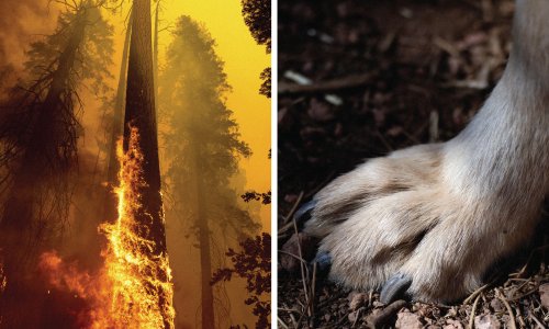 Wolves, Coyotes, Dingos, and Dogs