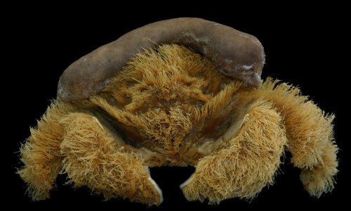 ‘Fluffy’ crab that wears a sponge as a hat discovered in Western Australia
