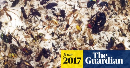 Warning of 'ecological Armageddon' after dramatic plunge in insect numbers