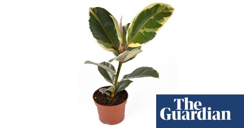 Houseplant of the week: variegated rubber plant