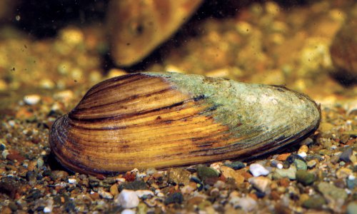 Native mussel numbers down almost 95% since 1960s, Thames survey finds