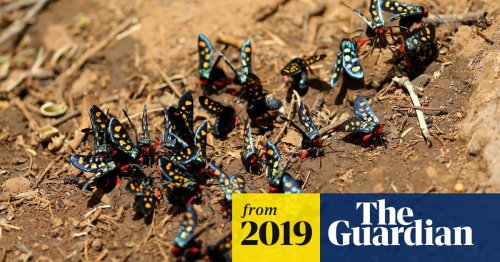 ‘Insect apocalypse’ poses risk to all life on Earth, conservationists warn