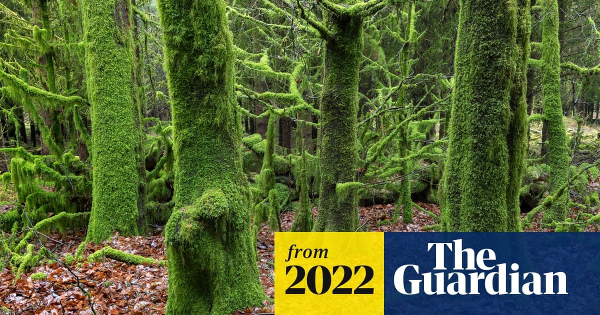 The many meanings of moss