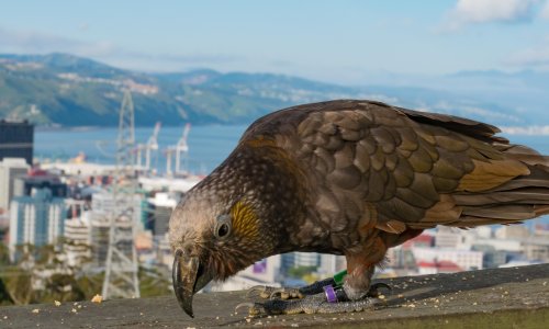 Urban forests create birdlife boom in New Zealand’s cities