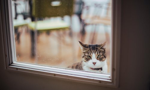 readers-reply-should-i-let-my-cat-outside-flipboard